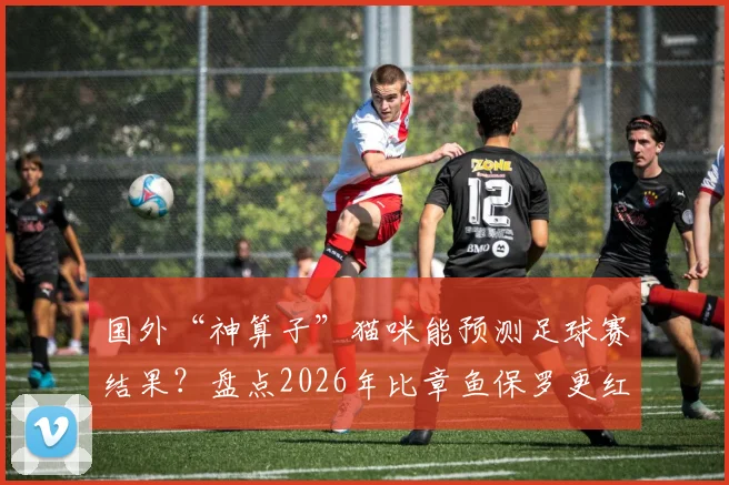 国外“神算子”猫咪能预测足球赛结果？盘点2026年比章鱼保罗更红的动物预言家